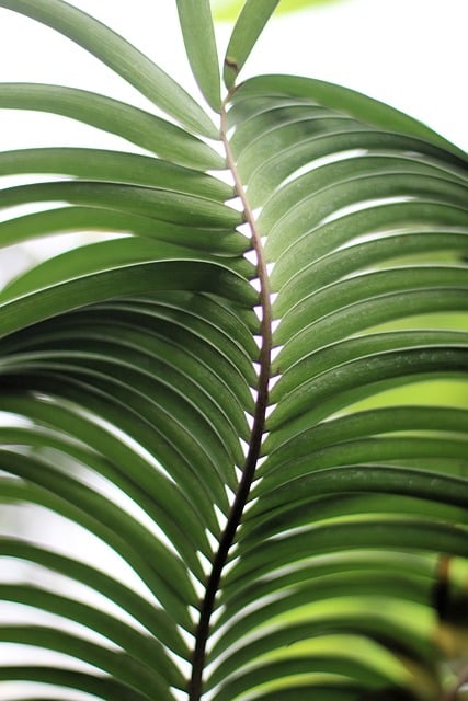 Dracena odwrócona – uprawa, rozmnażanie, cięcie