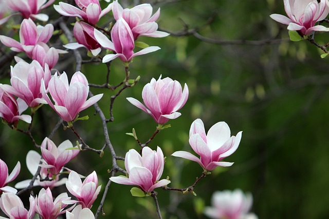 Magnolia purpurowa Nigra - uprawa, rozmnażanie, cięcie