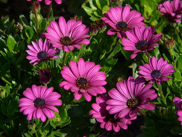 Osteospermum - uprawa, nawożenie i rozmnażanie