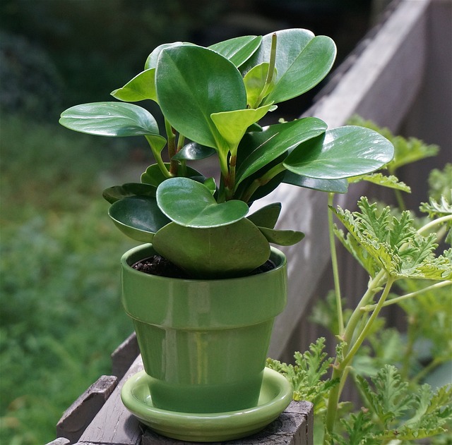 Peperomia tępolistna - uprawa, rozmnażanie, cięcie